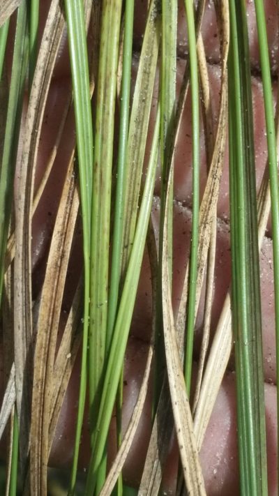 Aristida rhizomophora, photographed by Jay Horn