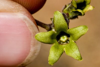 Chthamalia producta, photographed by Cecelia Alexander