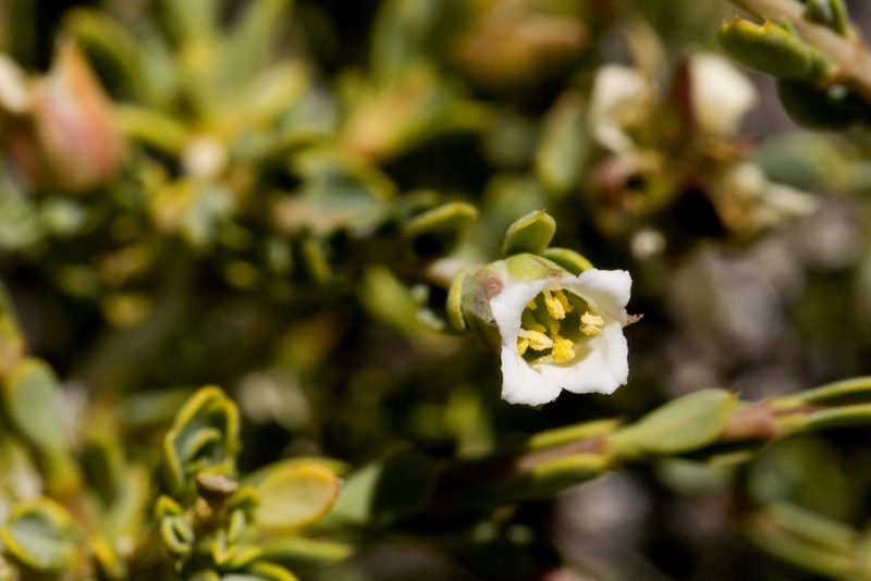 Apacheria chiricahuensis, photographed by Cecelia Alexander