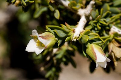 Apacheria chiricahuensis, photographed by Cecelia Alexander