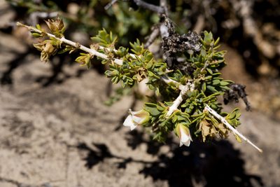 Apacheria chiricahuensis, photographed by Cecelia Alexander