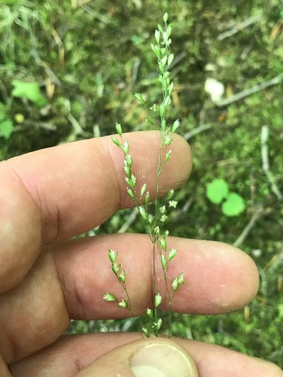 Sphenopholis nitida, photographed by Summit Metro Parks