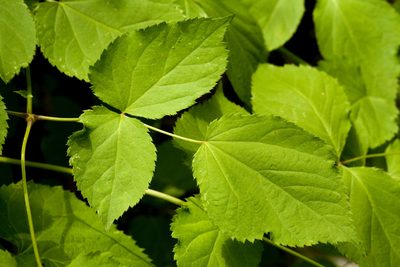 Aralia bicrenata, photographed by Cecelia Alexander