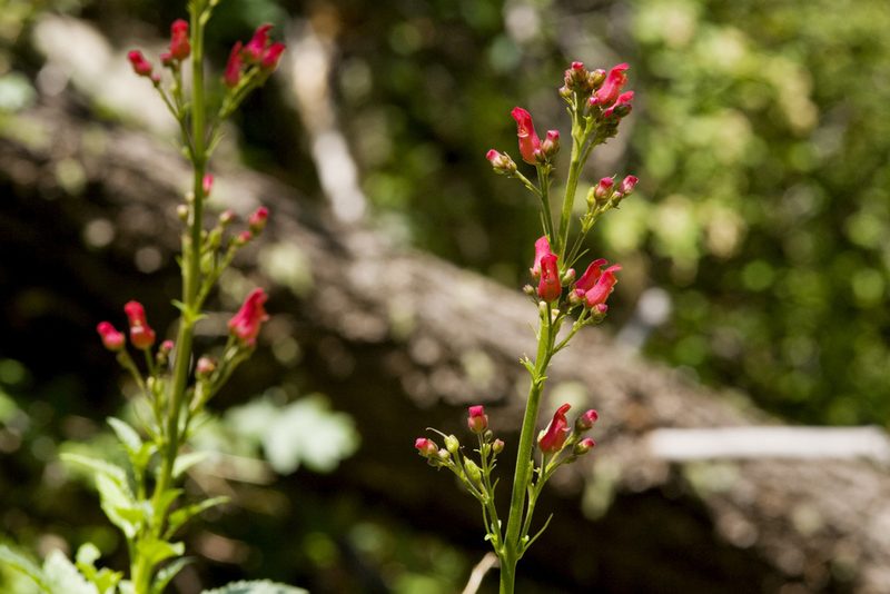 Scrophularia macrantha, photographed by Cecelia Alexander