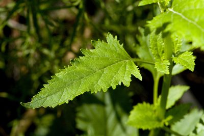 Scrophularia macrantha, photographed by Cecelia Alexander