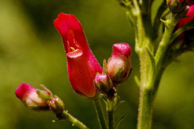 Scrophularia macrantha, photographed by Cecelia Alexander