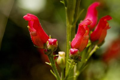 Scrophularia macrantha, photographed by Cecelia Alexander