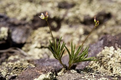 Phemeranthus parviflorus, photographed by Cecelia Alexander