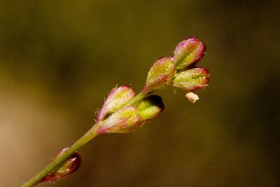 Boerhavia wrightii, photographed by Cecelia Alexander