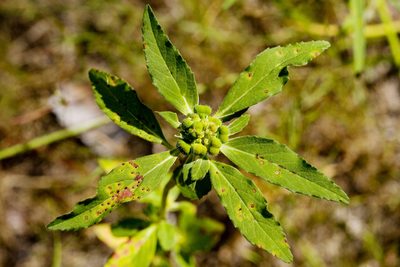 Euphorbia cuphosperma, photographed by Cecelia Alexander