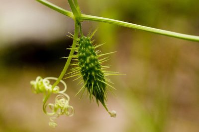 Echinopepon wrightii, photographed by Cecelia Alexander