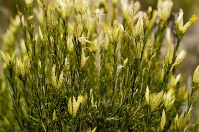 Lorandersonia baileyi, photographed by Cecelia Alexander