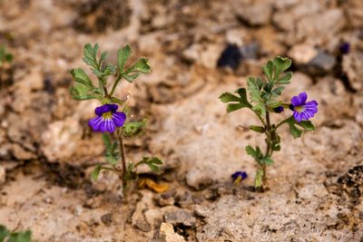 Schistophragma intermedium, photographed by Cecelia Alexander