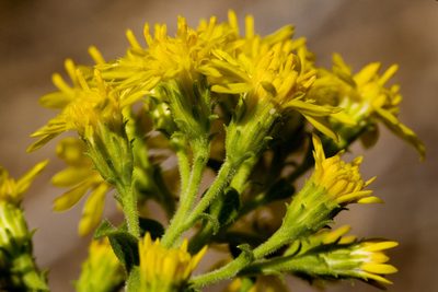 Solidago wrightii, photographed by Cecelia Alexander