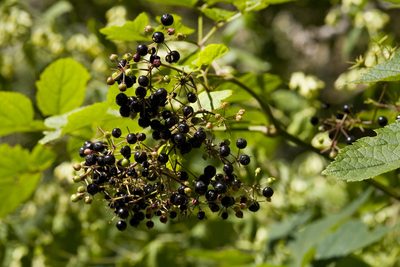 Aralia bicrenata, photographed by Cecelia Alexander