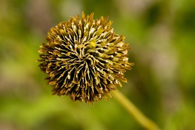 Verbesina rothrockii, photographed by Cecelia Alexander