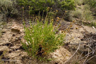 Verbesina rothrockii, photographed by Cecelia Alexander