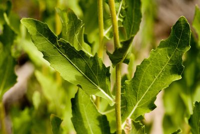 Verbesina rothrockii, photographed by Cecelia Alexander