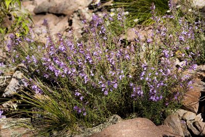 Hedeoma hyssopifolia, photographed by Cecelia Alexander