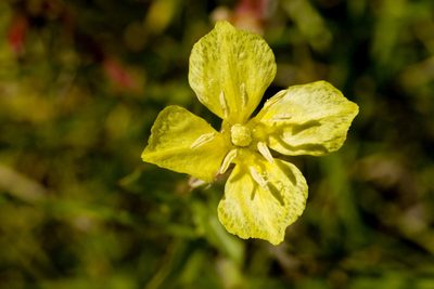 Oenothera pubescens, photographed by Cecelia Alexander