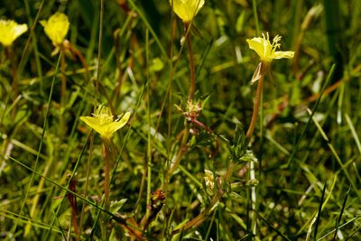 Oenothera pubescens, photographed by Cecelia Alexander