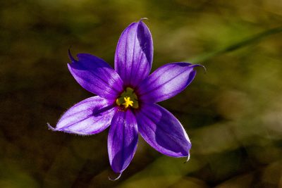 Sisyrinchium demissum, photographed by Cecelia Alexander
