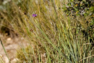 Sisyrinchium demissum, photographed by Cecelia Alexander