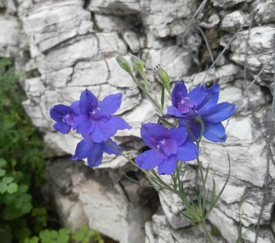 Delphinium grandiflorum, photographed by Юлия