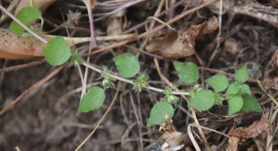 Parietaria hespera, photographed by Millie Basden