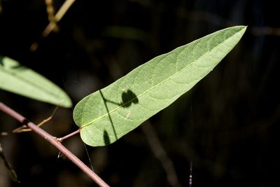 Desmodium psilophyllum, photographed by Cecelia Alexander