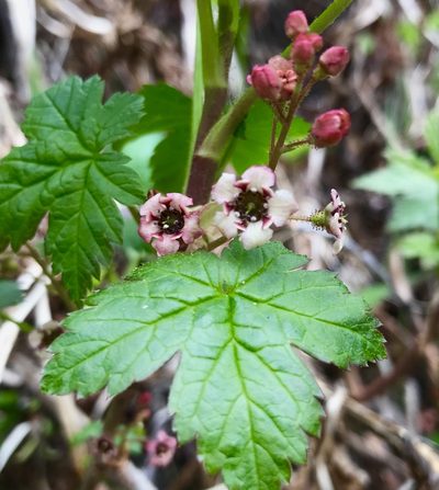Ribes laxiflorum, photographed by Caleb Catto