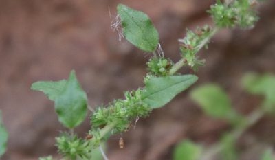 Parietaria hespera, photographed by Millie Basden