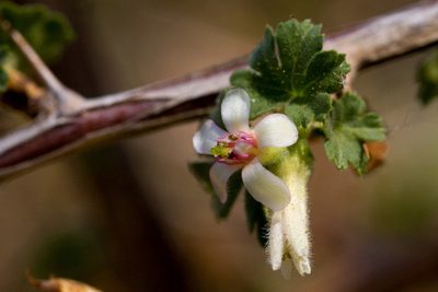 Ribes leptanthum, photographed by Cecelia Alexander