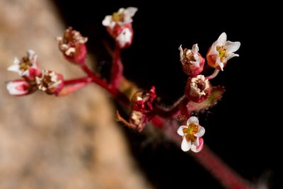 Micranthes eriophora, photographed by Cecelia Alexander