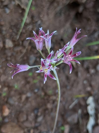 Allium bolanderi, photographed by Alex Heyman