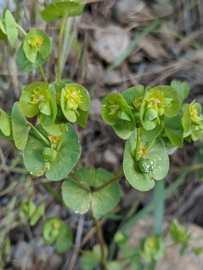 Euphorbia crenulata, photographed by Alex Heyman