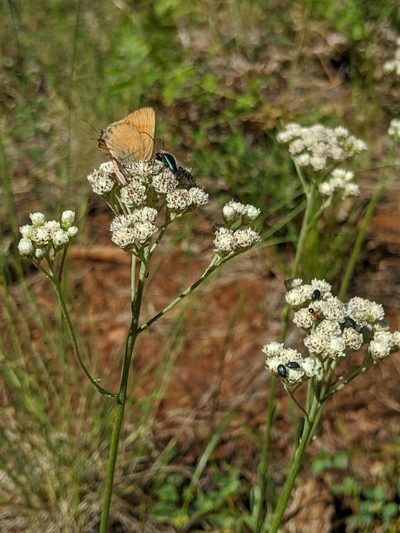 Antennaria argentea, photographed by Alex Heyman