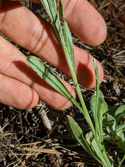 Antennaria argentea, photographed by Alex Heyman