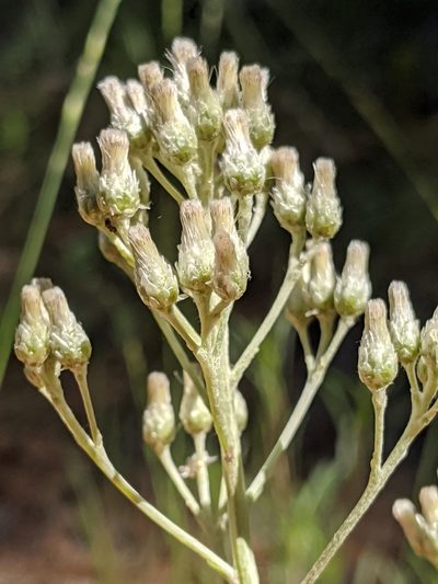 Antennaria argentea, photographed by Alex Heyman