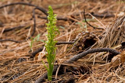 Platanthera brevifolia, photographed by Cecelia Alexander
