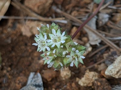 Potentilla tilingii, photographed by Alex Heyman