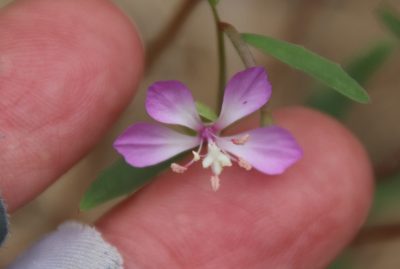 Clarkia delicata, photographed by Millie Basden