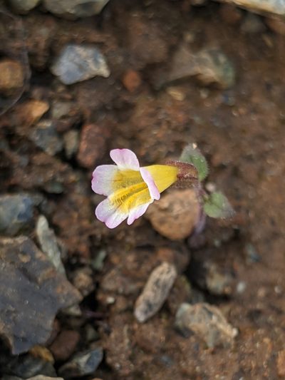 Erythranthe trinitiensis, photographed by Alex Heyman