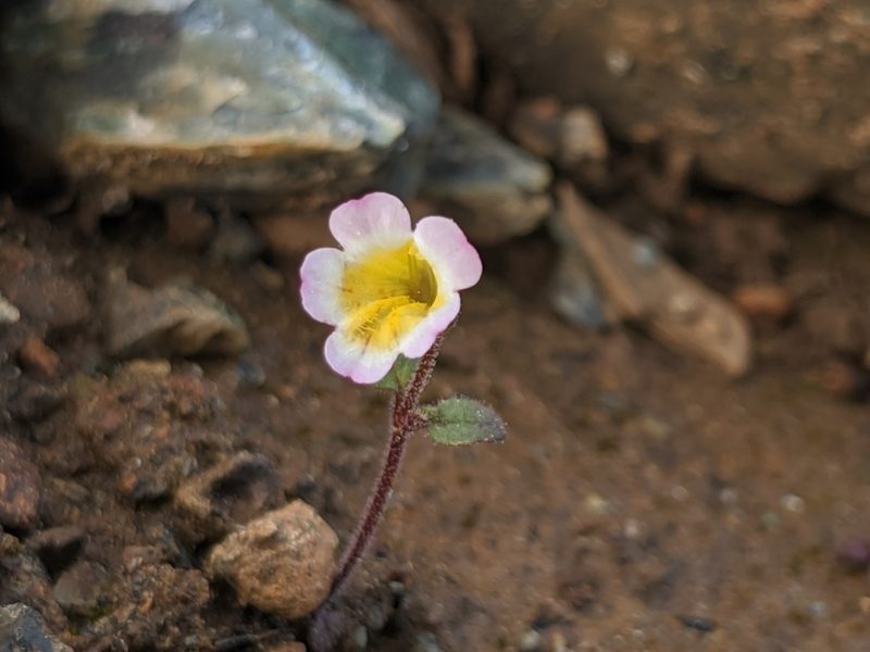 Erythranthe trinitiensis, photographed by Alex Heyman