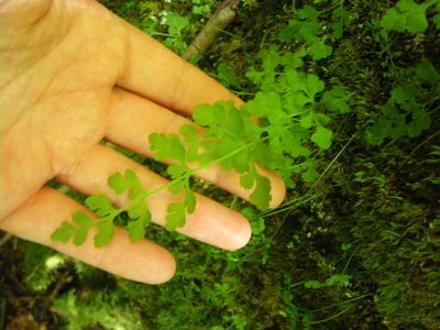 Cryptogramma stelleri, photographed by Jenny McCune