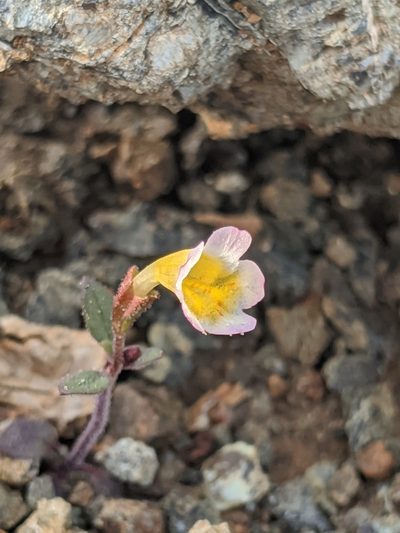 Erythranthe trinitiensis, photographed by Alex Heyman