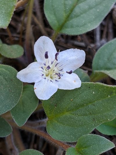 Howellanthus dalesianus, photographed by Alex Heyman