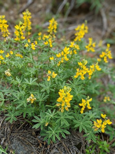 Lupinus croceus, photographed by Alex Heyman