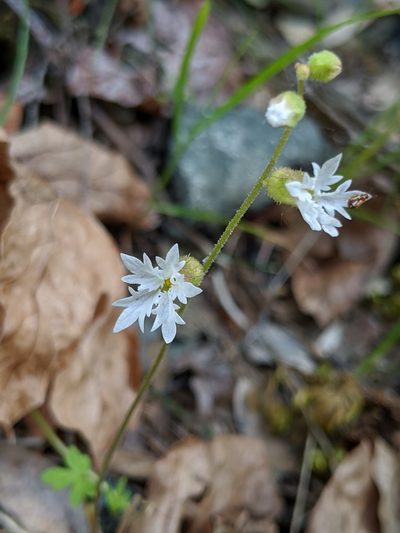 Lithophragma campanulatum, photographed by Alex Heyman