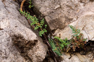 Pellaea intermedia, photographed by Cecelia Alexander
